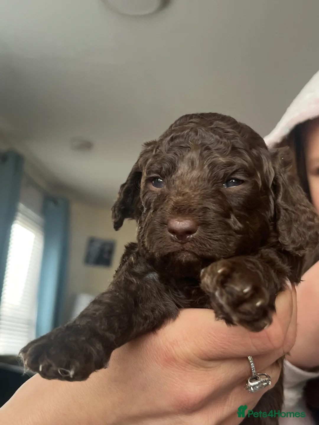 Cockapoo dogs for sale: 2 beautiful chocolate cockapoo babies - Advert 2