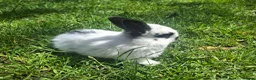 Dwarf Lop rabbits for sale: Dwarf Lop Baby Rabits in Wetherby - Advert 7
