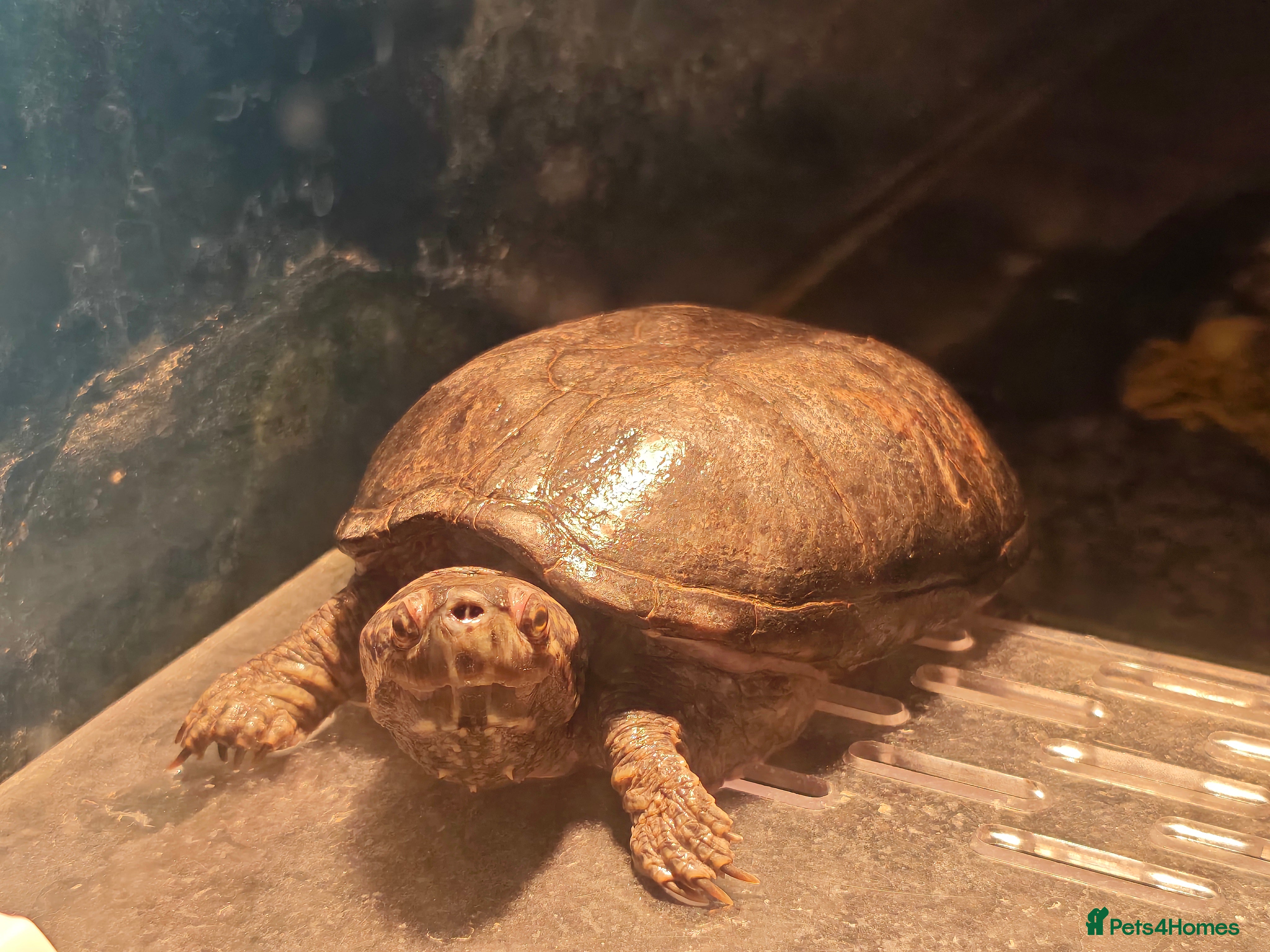 Turtle reptiles Male Mud turtle  - Advert 1