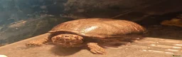 Turtle reptiles for sale: Male Mud turtle  - Advert 1