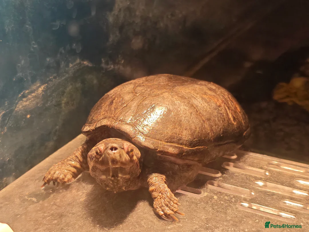 Turtle reptiles for sale: Male Mud turtle  - Advert 1