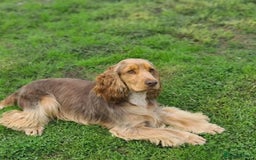 Cocker Spaniel dogs for sale: Show cocker spaniel puppies  - Image 2