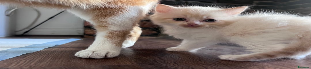 Mixed Breed Kitten 1