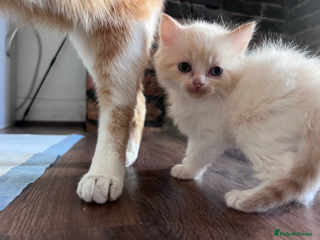 Mixed Breed cats for sale: Beautiful fluffy kittens  - Image 4
