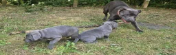 Staffordshire Bull Terrier dogs for sale: KC Registered Staffordshire Bull Terrier Pups - Advert 4