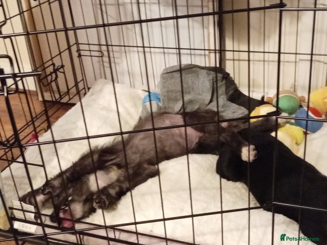 Mixed Breed dogs for sale: Lutcher X Labradoodle  - Advert 2