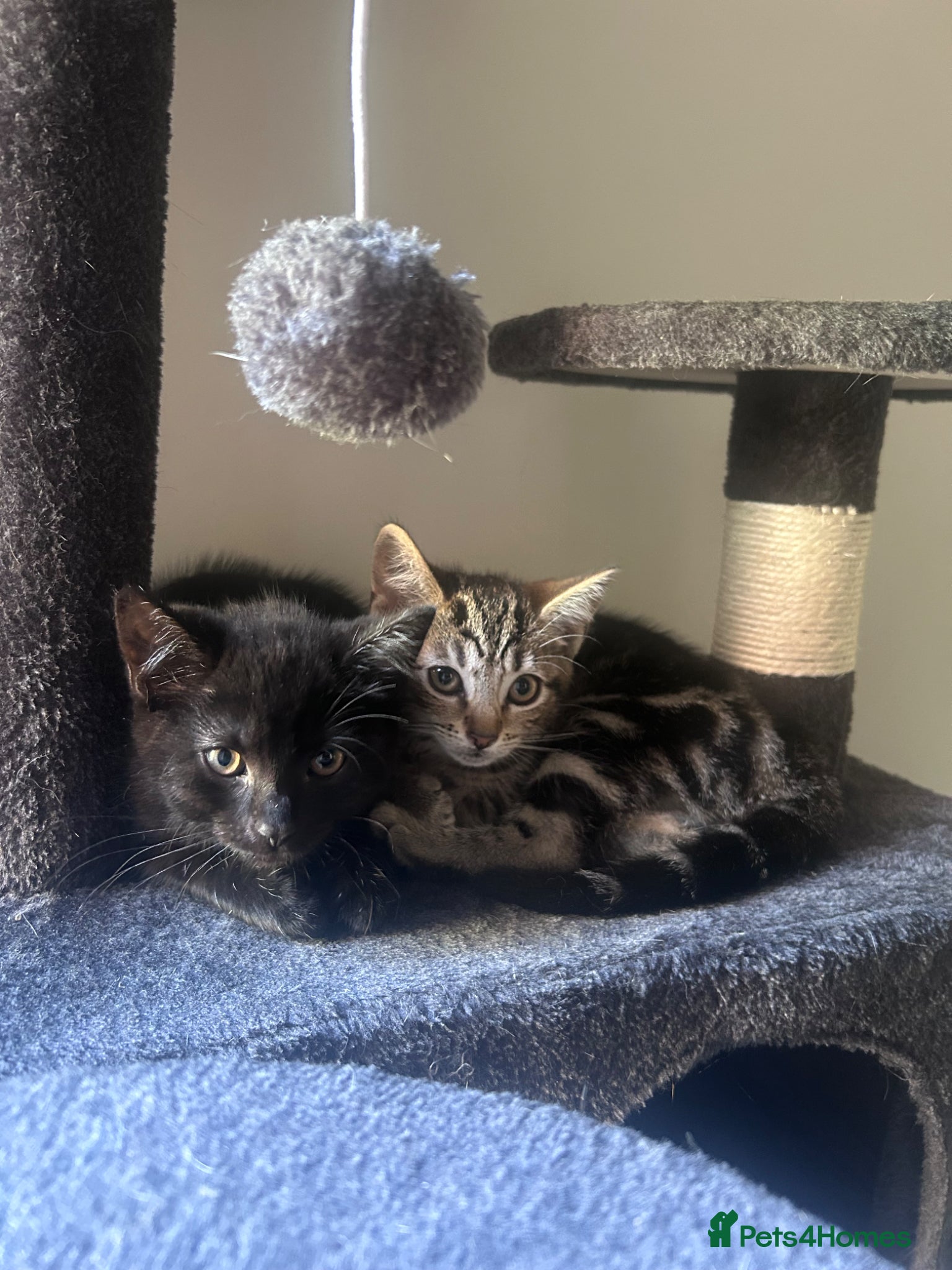 Bengal cats 2 beautiful Bengal mixed kitten girls.  - Advert 5