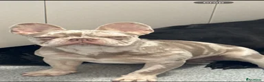 French Bulldog 1