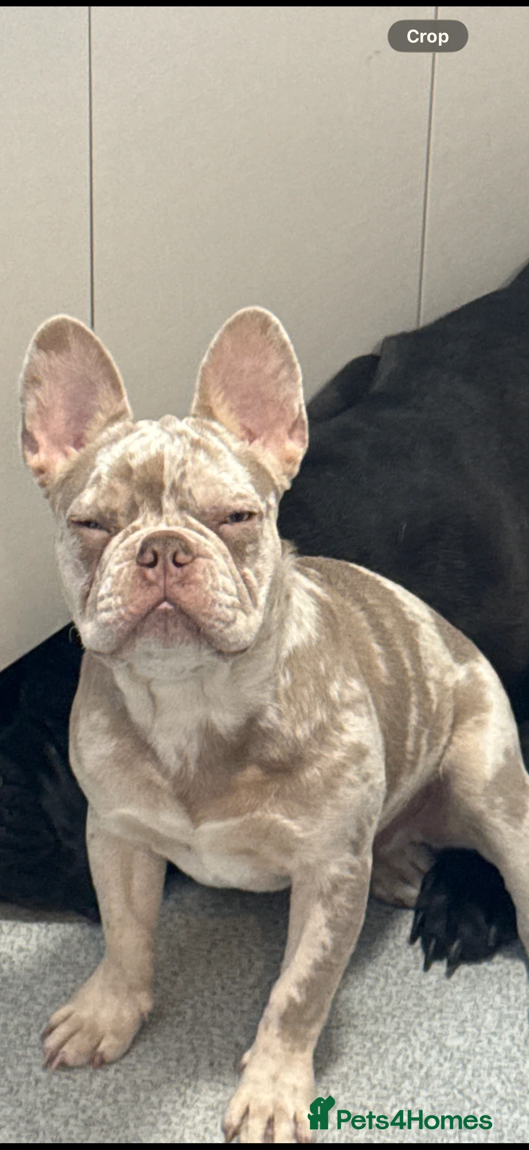 French Bulldog dogs for sale: French bulldog boy - Advert 2