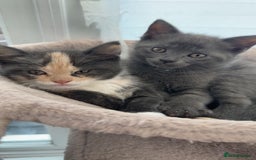 Siberian cats for sale: Siberian cross kittens - Image 3