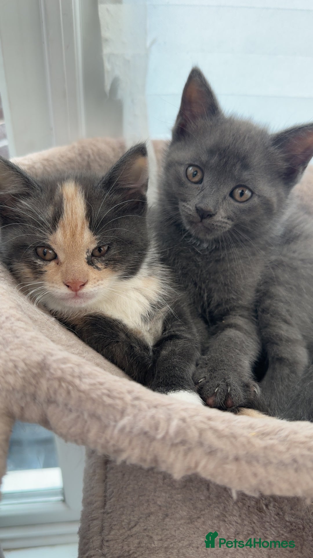 Siberian cats for sale: Siberian cross kittens - Image 3