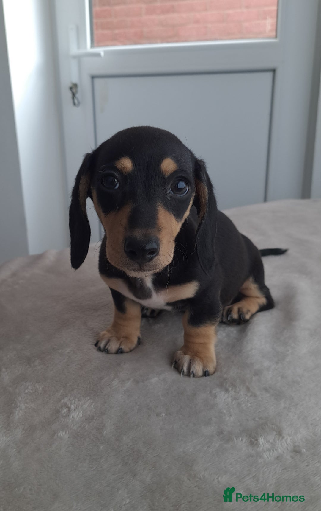 Dachshund dogs for sale: READY NOW - Miniature dachshunds cream girls  - Image 6