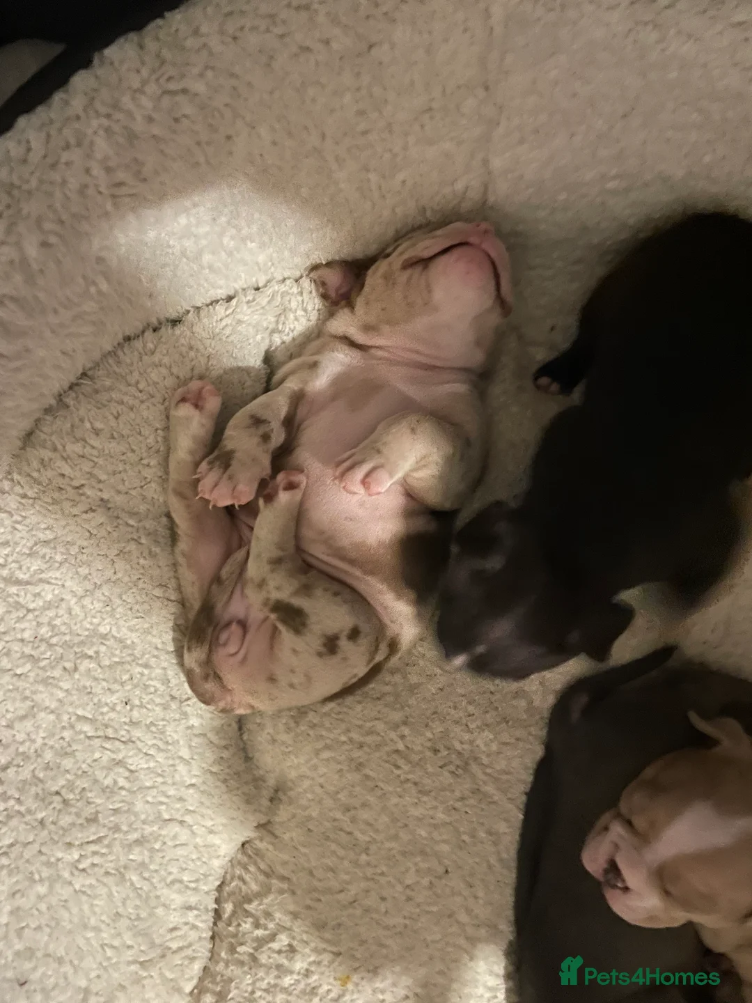 American Bully dogs for sale: American Pocket bully’s puppies  - Advert 8