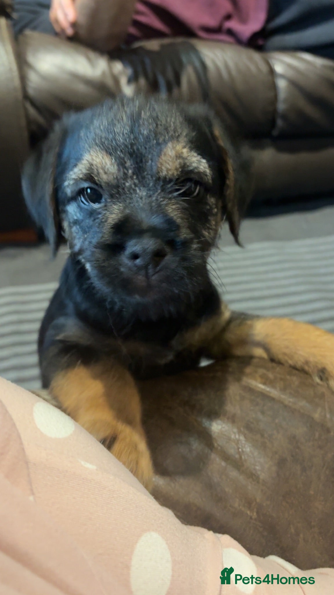 Border Terrier dogs 1 Beautiful KC Reg Dog Border Terrier Puppy - Advert 1