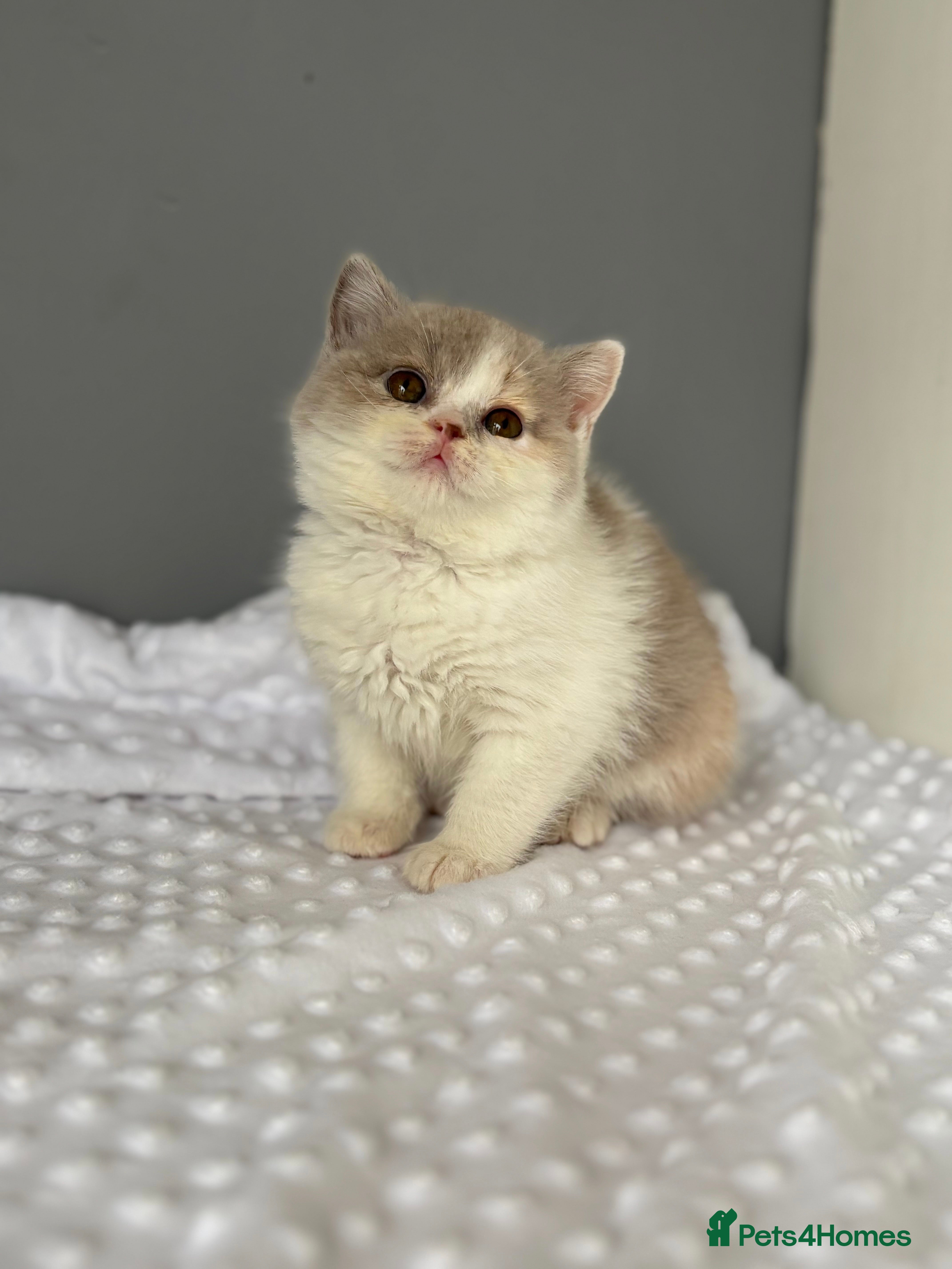 British Shorthair cats TICA reg lilac tortie and white bsh&blh kittens - Advert 4