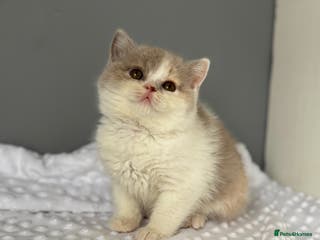 British Shorthair cats TICA reg lilac tortie and white bsh&blh kittens - Advert 4