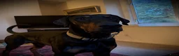 Dobermann dogs for sale:   Kobie  3-Year-Old Gentle Giant - Advert 1