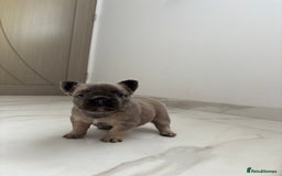 French Bulldog dogs for sale: 4 Fluffy French Bulldogs FOR SALE  - Image 7