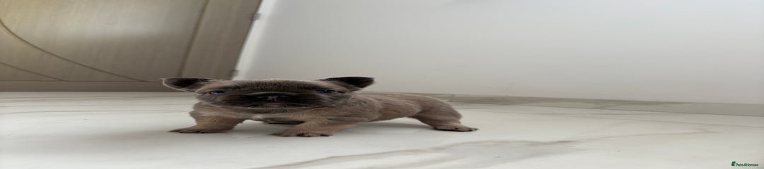 Rolo-fluff