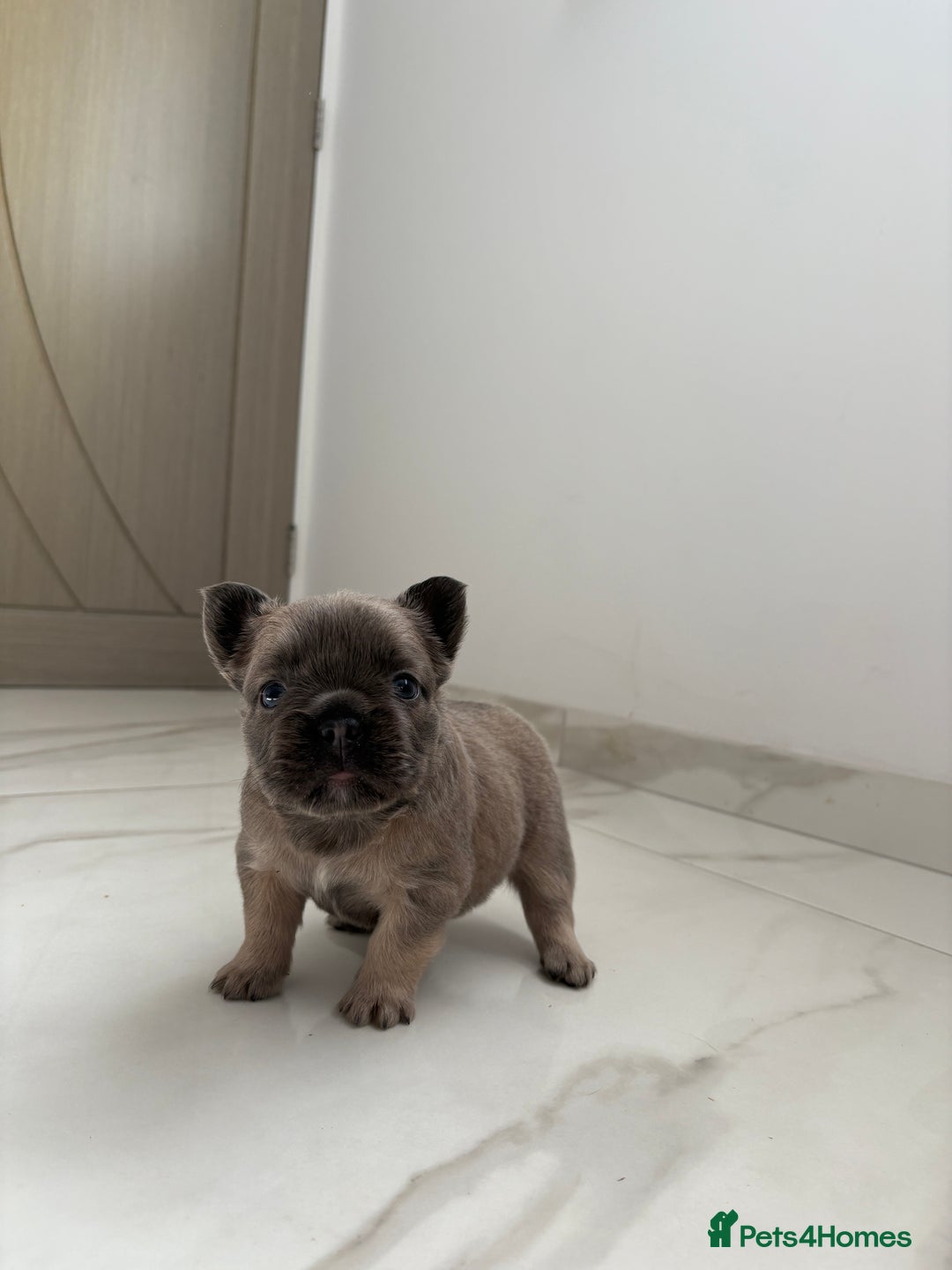 French Bulldog dogs for sale: 4 Fluffy French Bulldogs FOR SALE  - Image 7