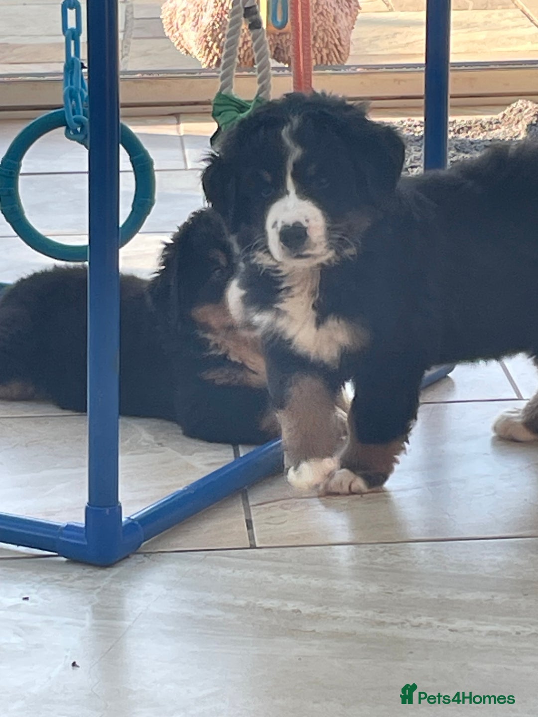 Bernese Mountain Dog dogs for sale: Beutiful girls and boys available  - Image 7