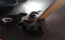 Mixed Breed cats for sale: 2 female kittens for sale - Image 5