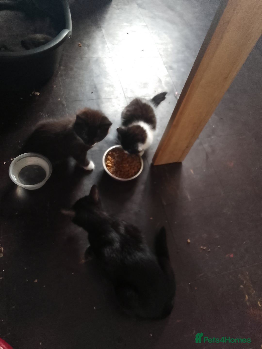Mixed Breed cats for sale: 2 female kittens for sale - Image 5