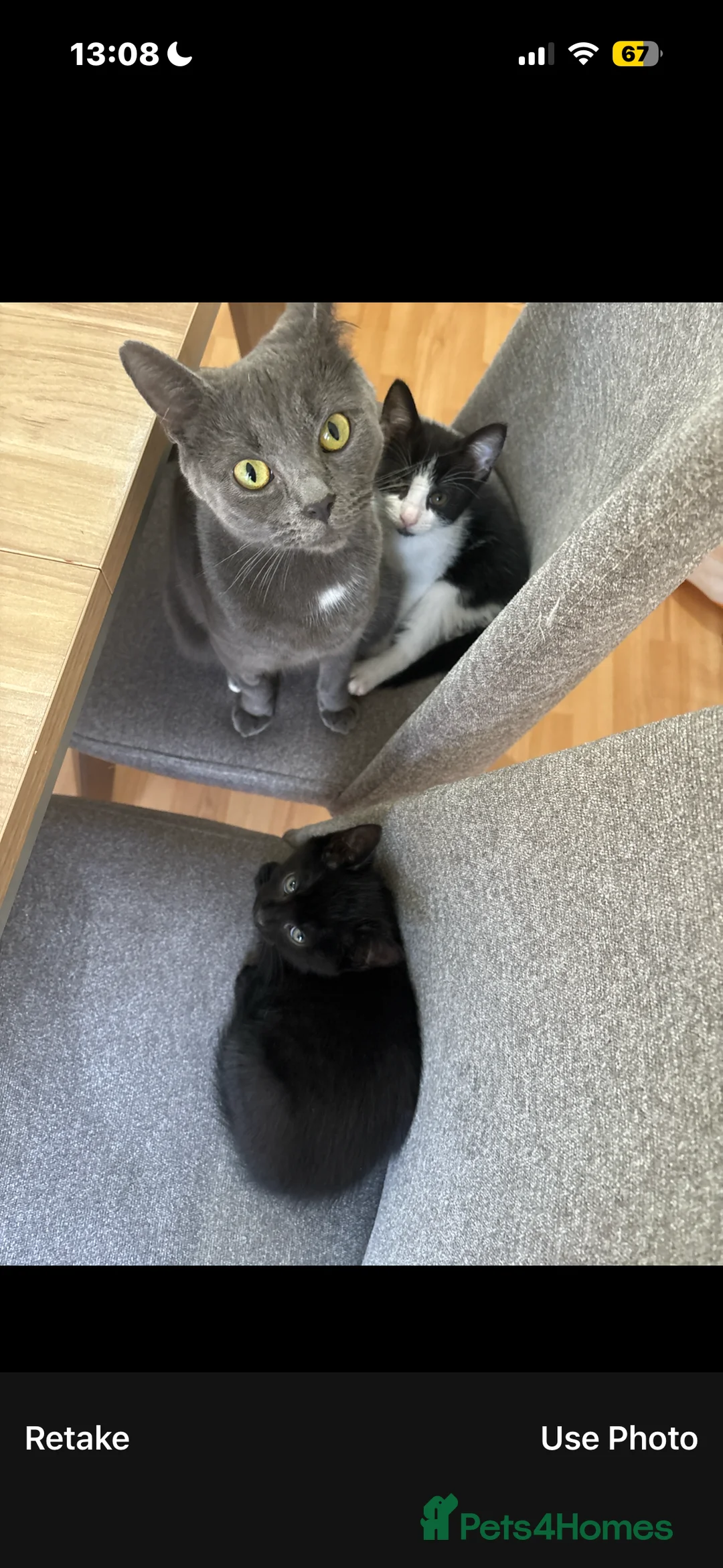 Mixed Breed cats for sale: mixed black and white female kitten - Advert 1