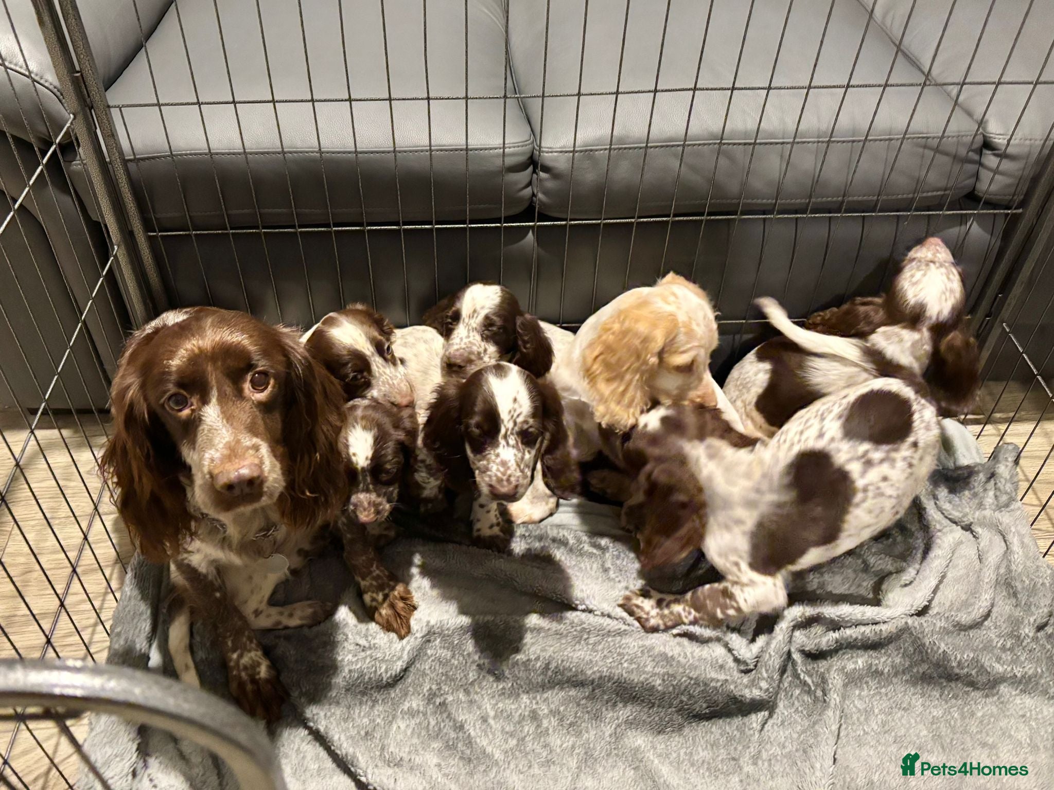 Cocker Spaniel dogs Cocker Spaniel Puppies Ready Now  - Advert 2