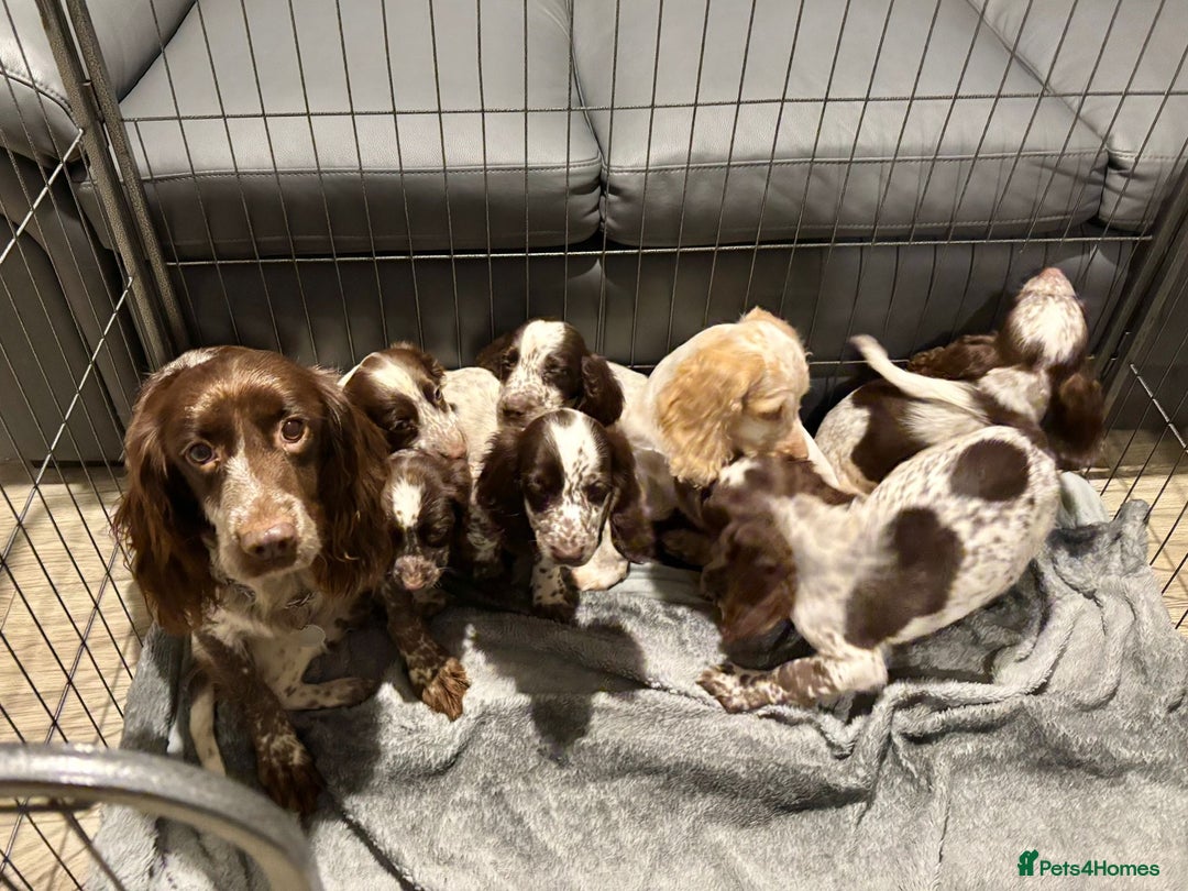 Cocker Spaniel dogs for sale: Cocker Spaniel Puppies Ready Now  - Advert 1