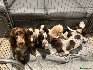 Cocker Spaniel dogs Cocker Spaniel Puppies Ready Now - Advert 2