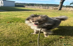 Pomeranian dogs for sale: 2 x pomeranians - Image 24