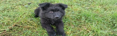 German Shepherd Puppy 1