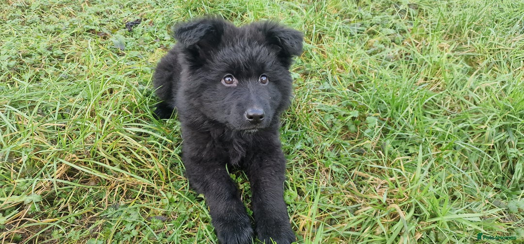 German Shepherd dogs for sale: German Shepherd pups  - Advert 2