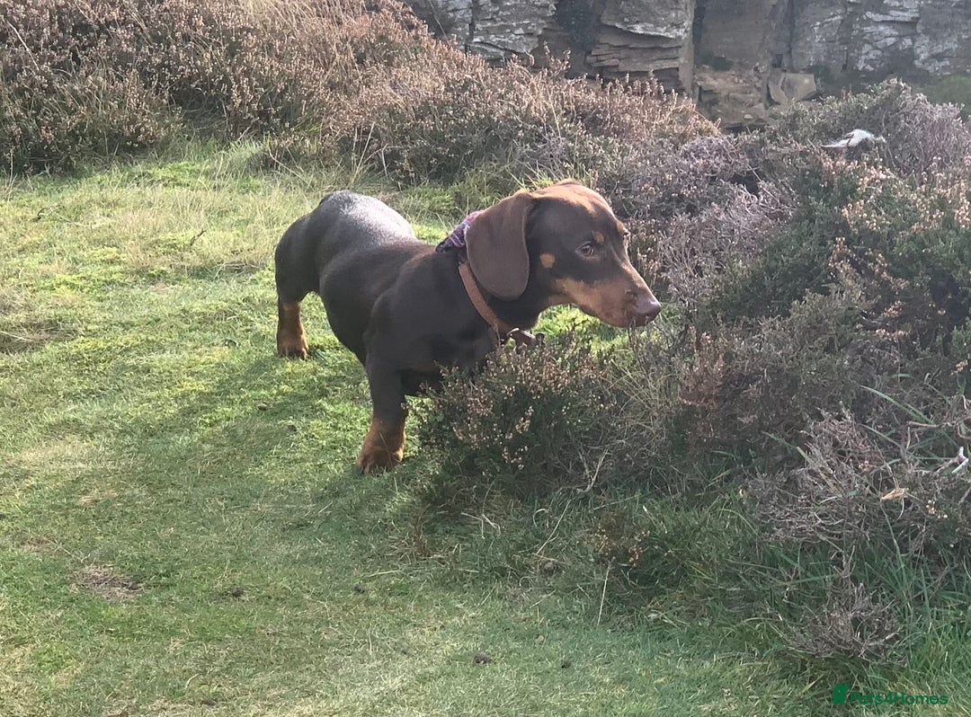 Miniature Dachshund dogs for stud: Chocolate and Tan Miniature Dachshund- Stud - Advert 5