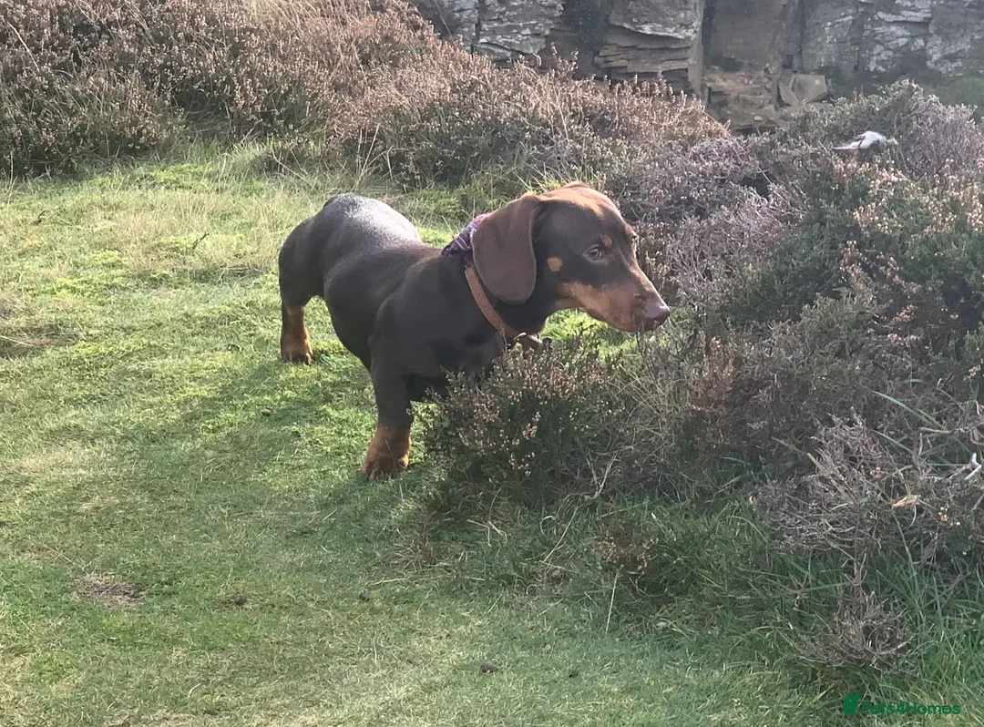 Miniature Dachshund dogs for stud: Chocolate and Tan Miniature Dachshund- Stud - Advert 4