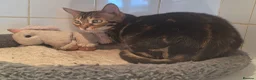 Bengal cats for sale: Tica Bengal Chocolate Marbled April speyed female - Advert 6