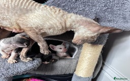 Cornish Rex cats for sale: Cornish Rex Kittens Ready to Reserve - Image 5