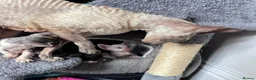 Cornish Rex cats for sale: Cornish Rex Kittens Ready to Reserve - Advert 5