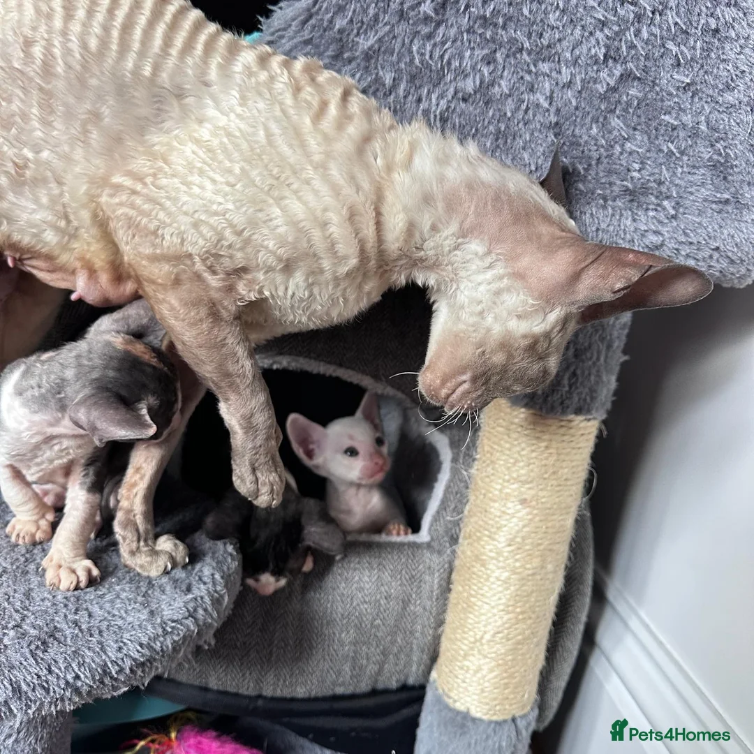 Cornish Rex cats for sale: Cornish Rex Kittens Ready to Reserve - Advert 5