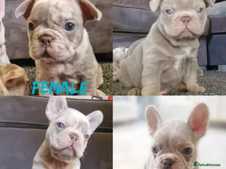 French Bulldog dogs 5 Stunning merle french bulldogs - Advert 1