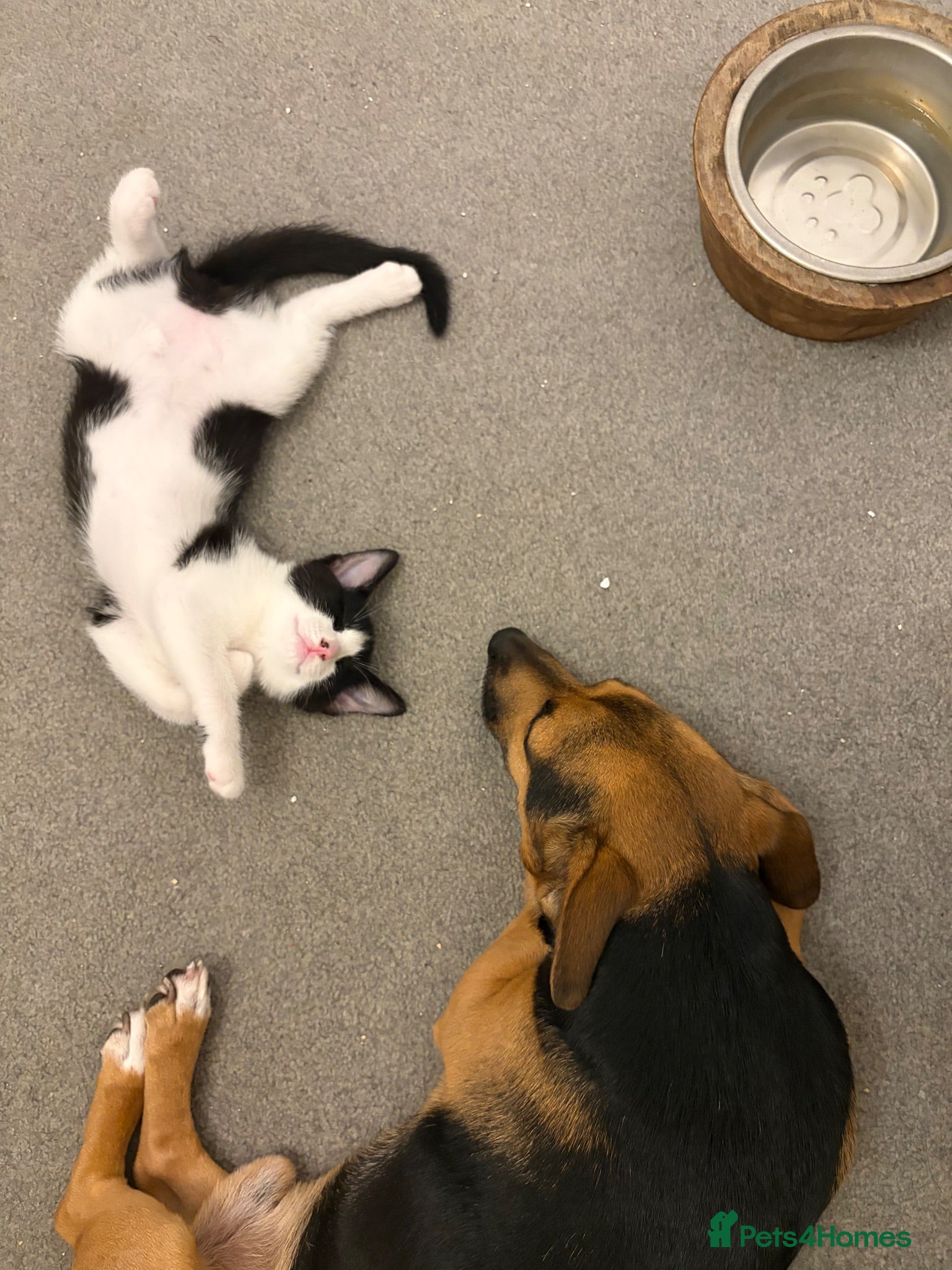Mixed Breed cats Kitten ready to go  - Advert 4