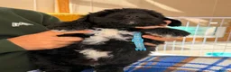 Bernedoodle dogs for sale: Stunning bernedoodle pups puppies  - Advert 11