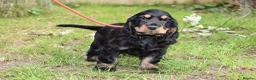 Cocker Spaniel dogs for sale: Last Male Ready Now Show Type Kc Reg  - Advert 22