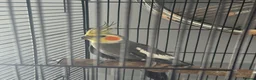 Cockatiels birds for sale: Male Cockatiel - Advert 1