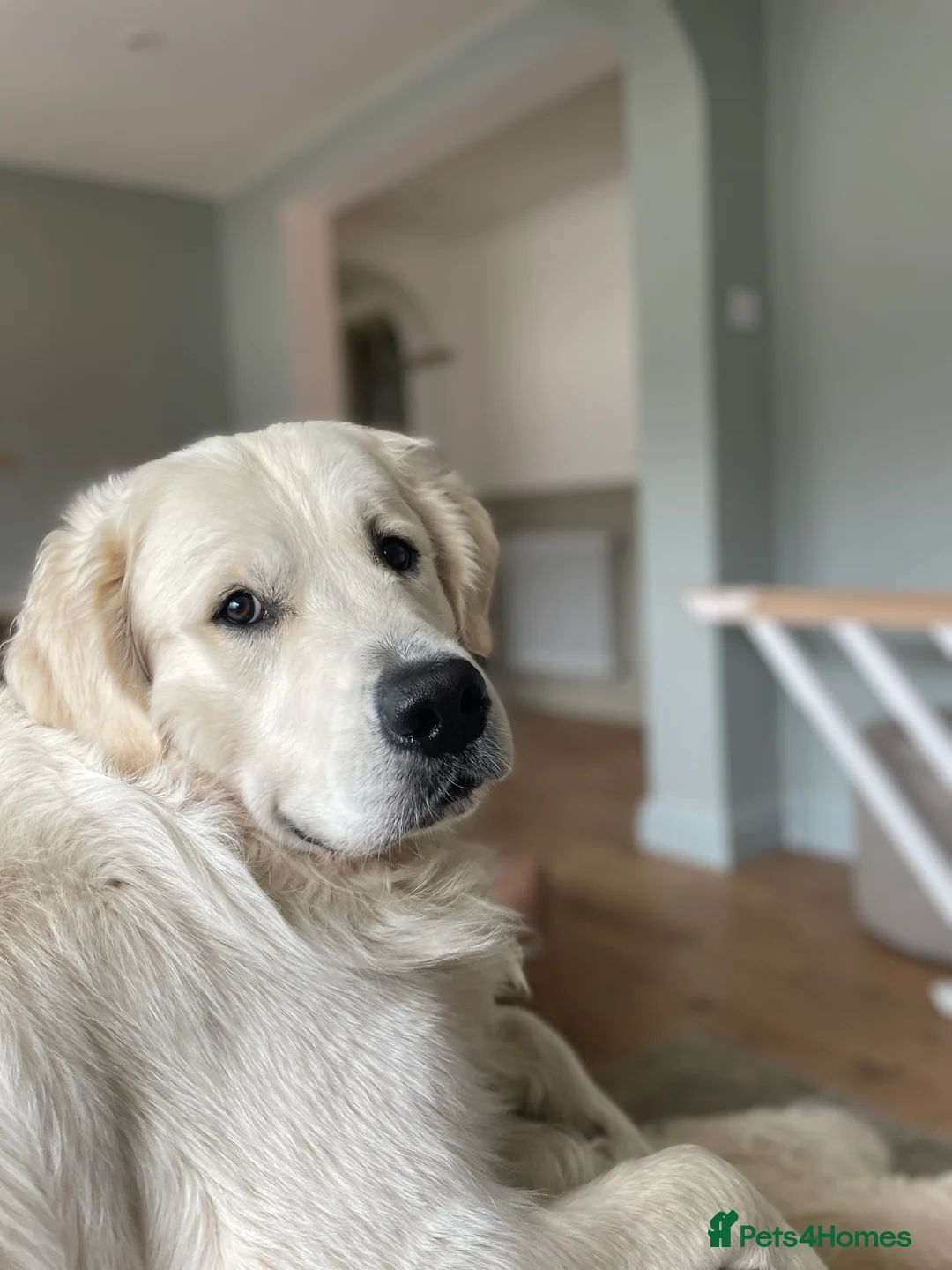 Golden Retriever dogs for stud: Cream Golden Retriever Stud in Beverley - Advert 4