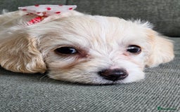 Yorkiepoo dogs for sale: 6 beautiful Yorkiepoo puppies , 5 girls and 1 boy  - Image 6