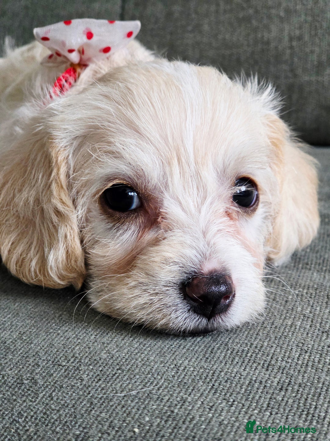 Yorkiepoo dogs for sale: 6 beautiful Yorkiepoo puppies , 5 girls and 1 boy  - Image 6
