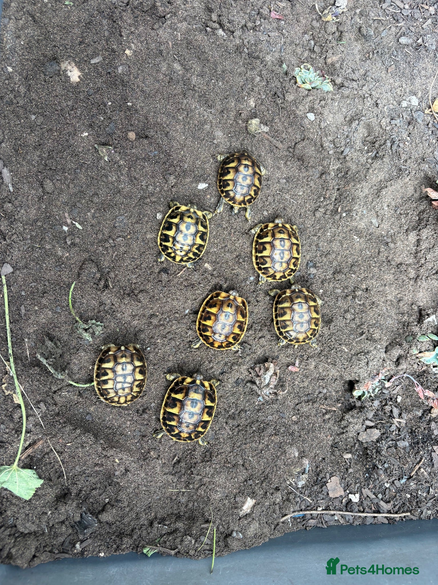 Tortoise reptiles Western Hermanns Tortoise - Advert 2
