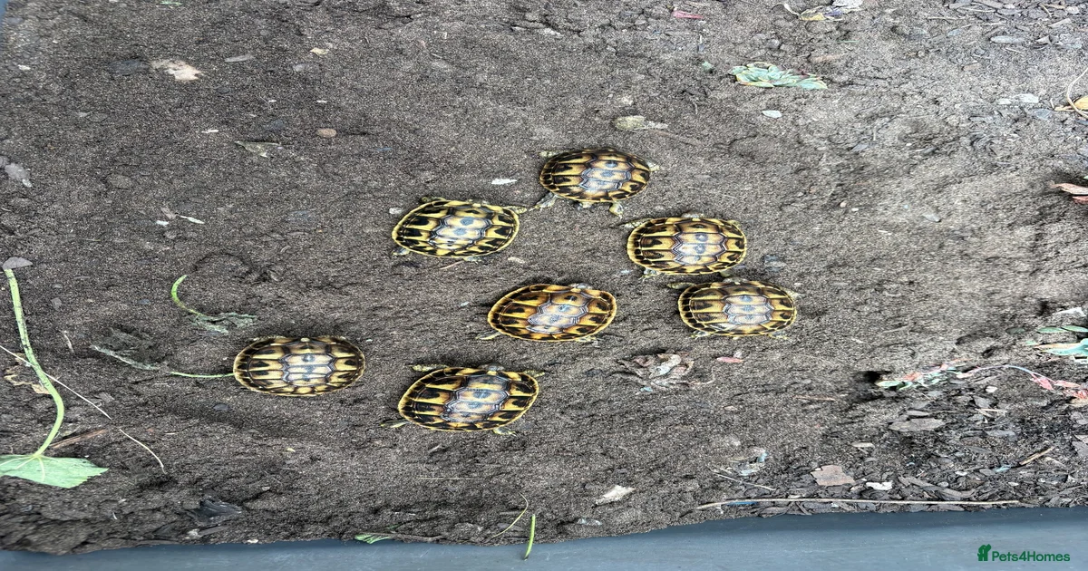 Tortoise Reptiles for sale in Hatfield, Hertfordshire | Pets4Homes